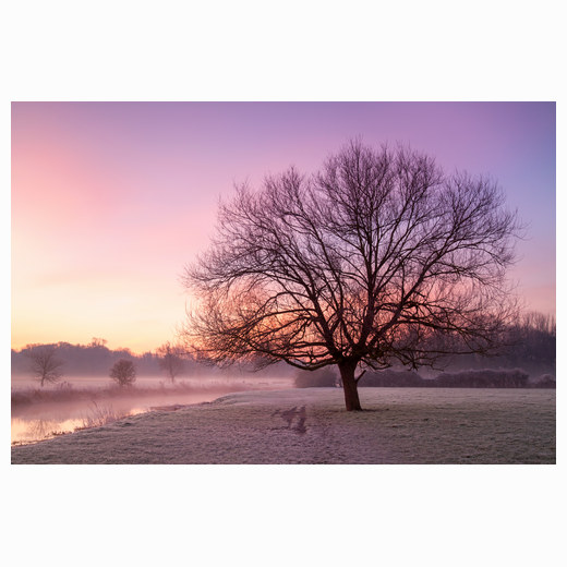 Grantchester glowing tree