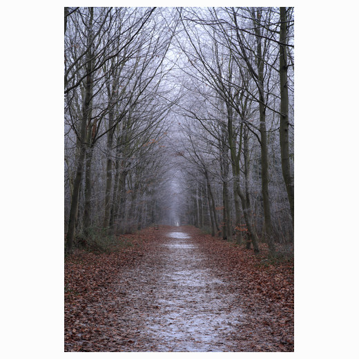 Cold avenue - Wandlebury
