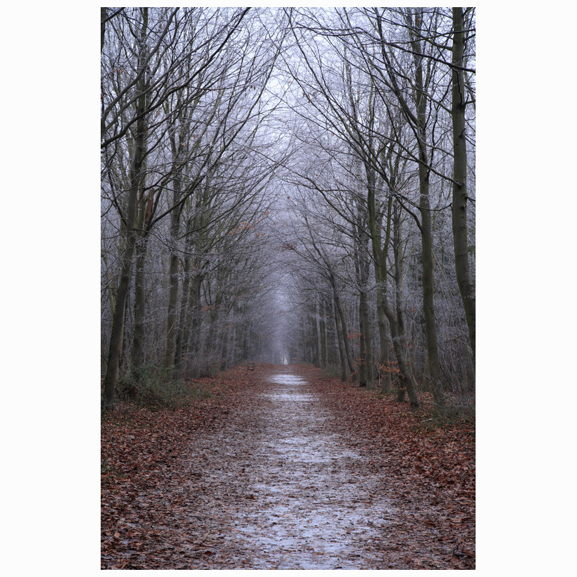 Cold avenue - Wandlebury