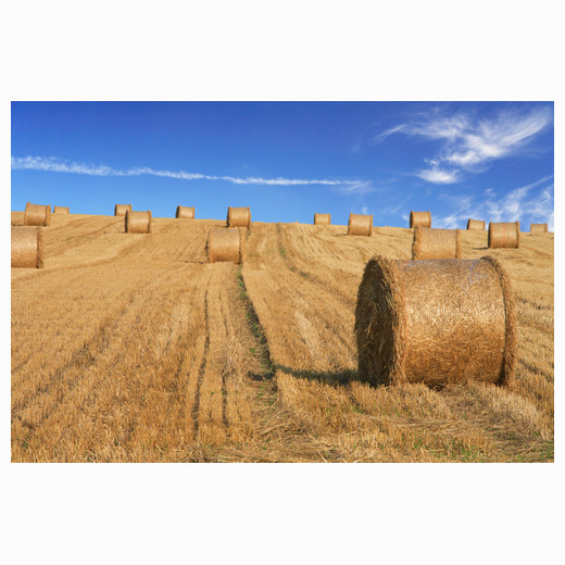Hay making