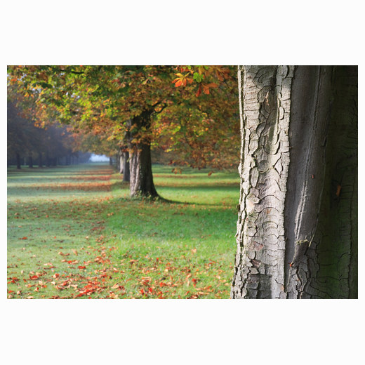 Autumn Trees