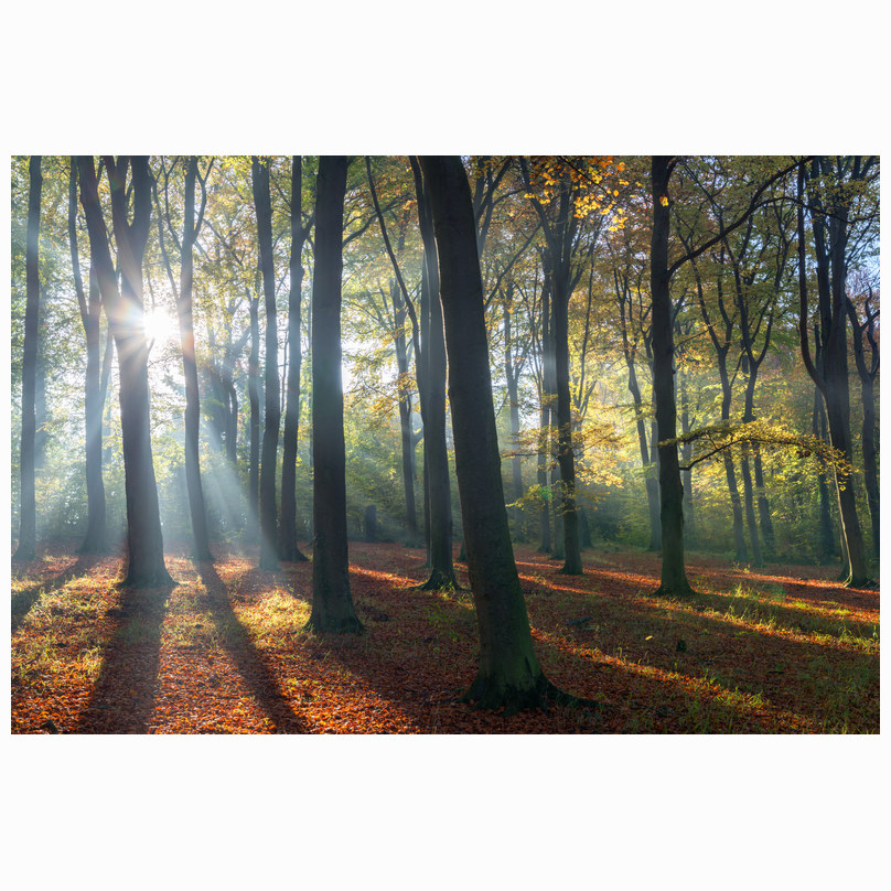Beechwoods striking light
