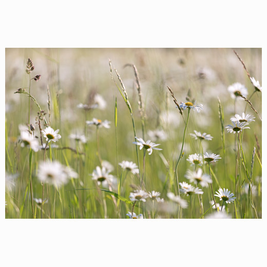 A tangle of daisies