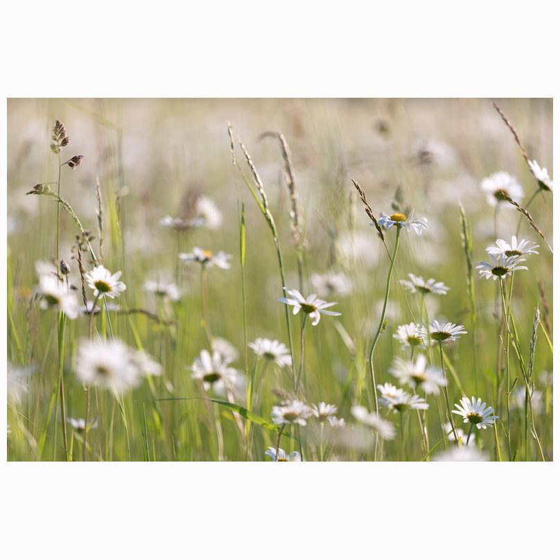A tangle of daisies