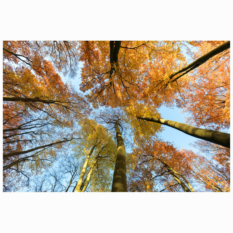 Looking up