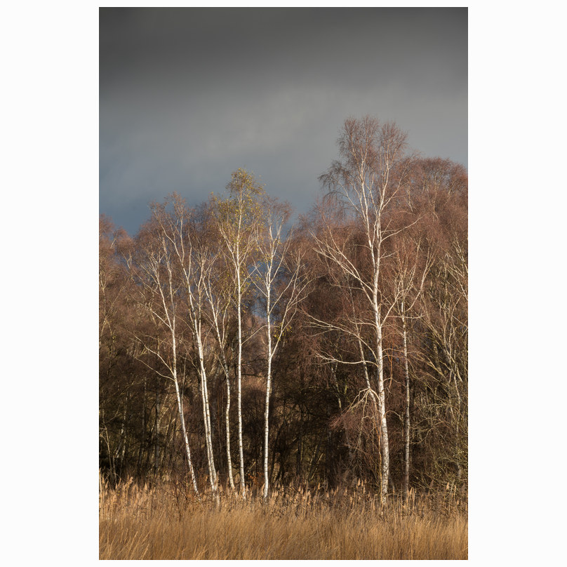 Holme fen