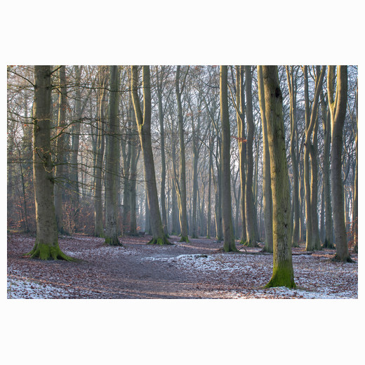 Beechwoods in winter