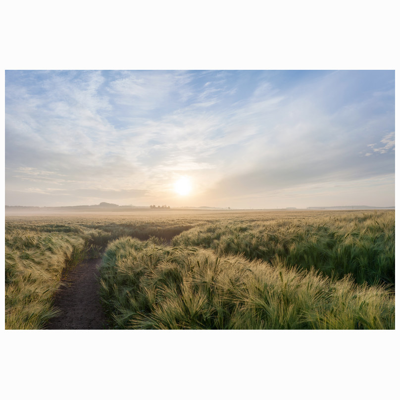 Summer sunrise Stapleford