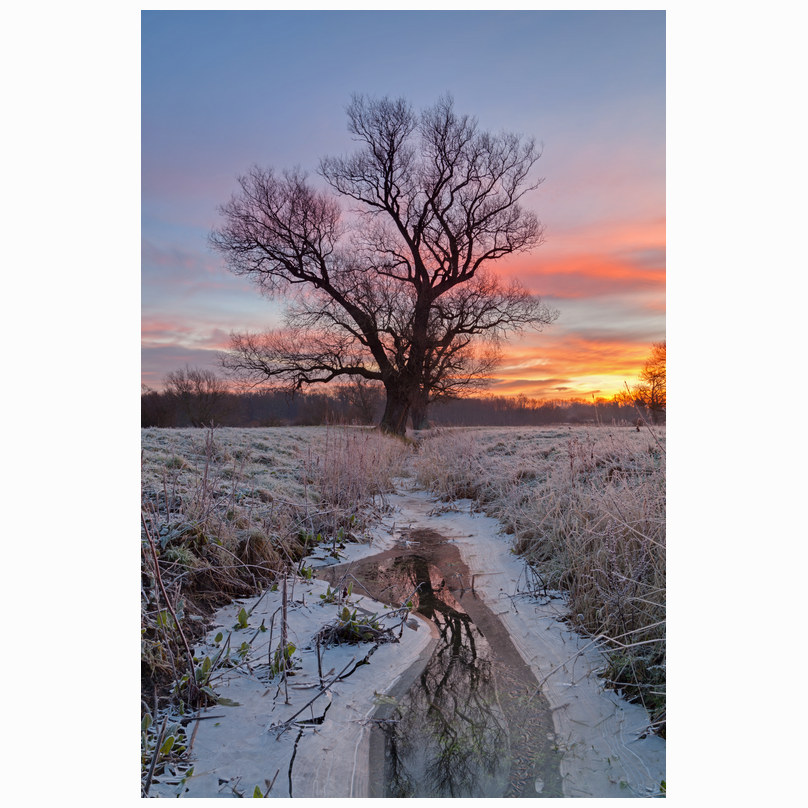 Winter tree Grantchester