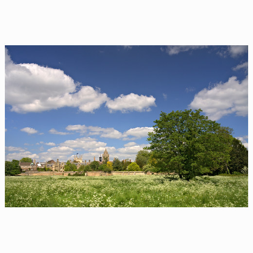 Cambridge Meadows