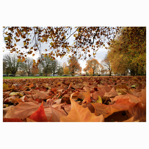 Fallen leaves