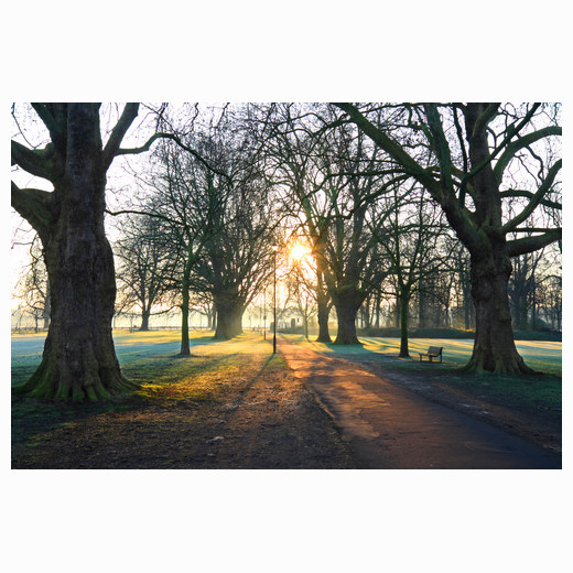 Early morning Midsummer Avenue