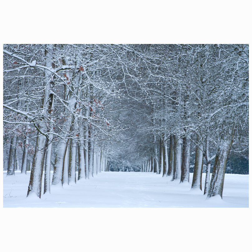 Winter avenue