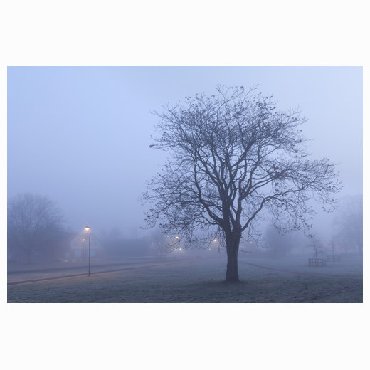 Misty Midsummer tree