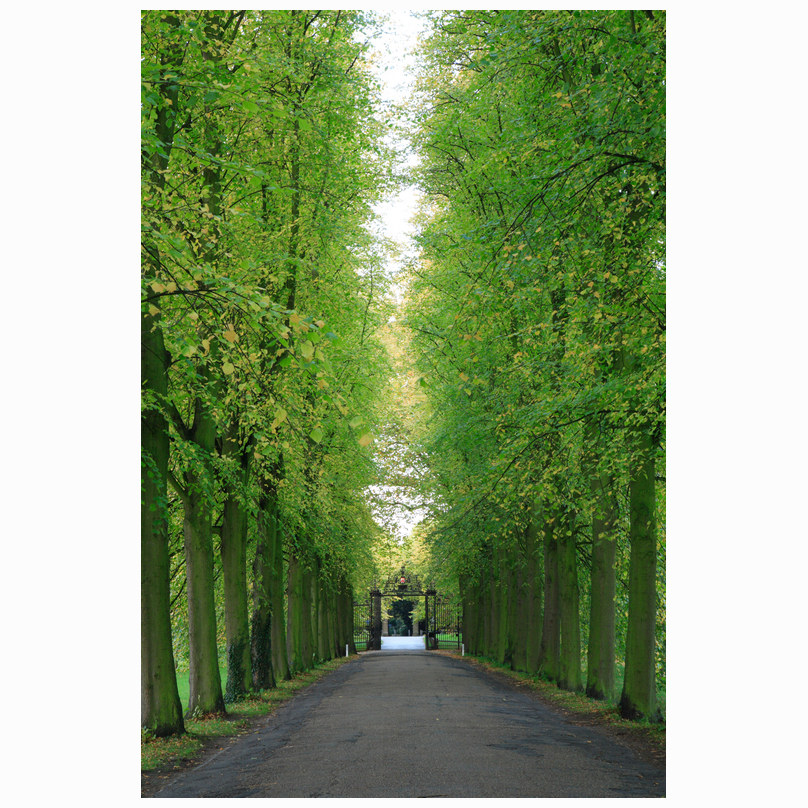 Trinity Avenue
