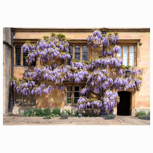 Trinity Wisteria