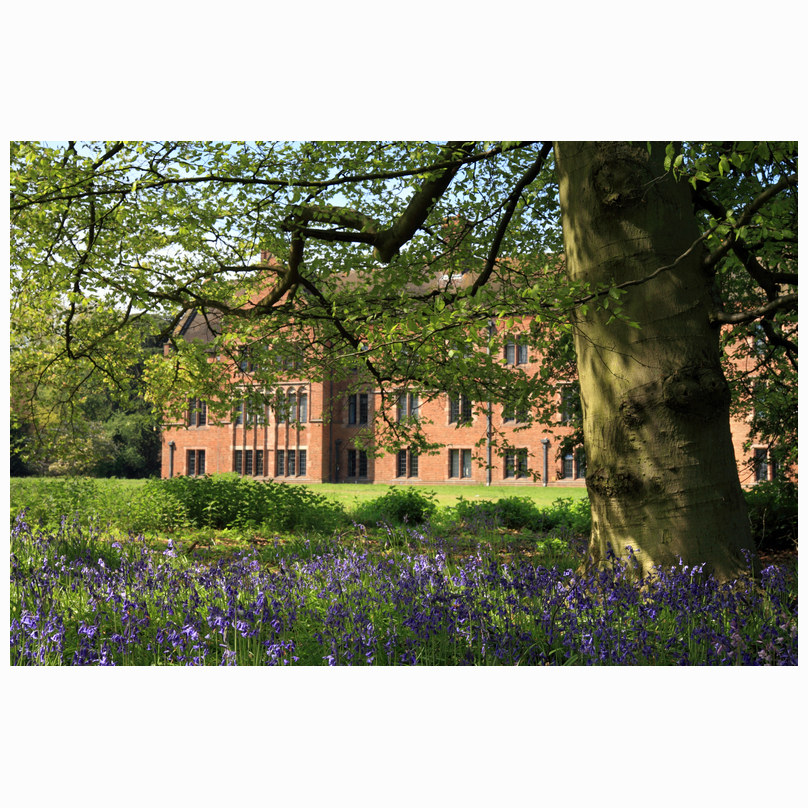 Girton Bluebells