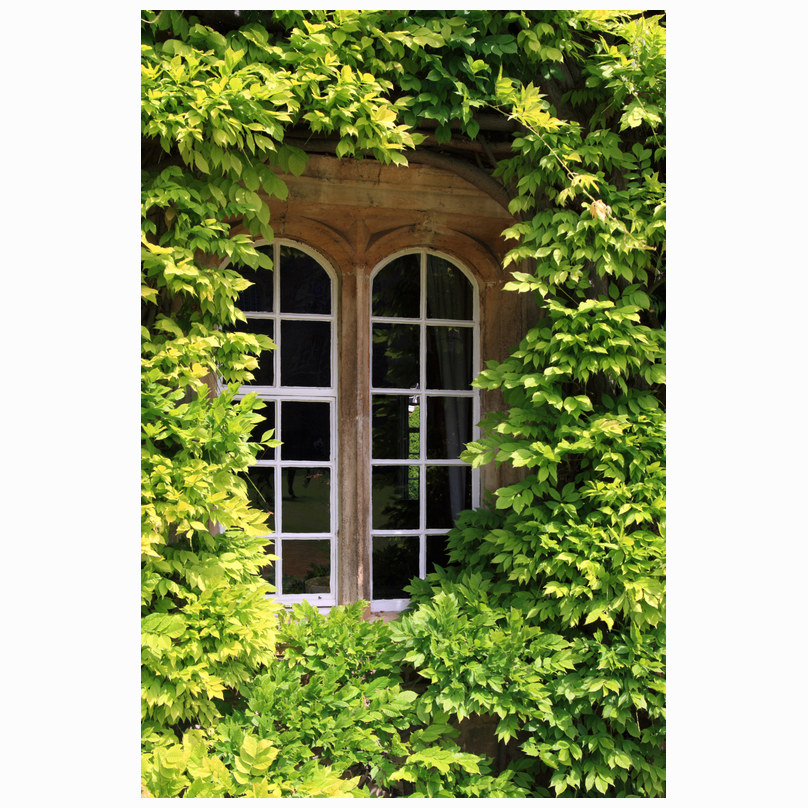 Green window