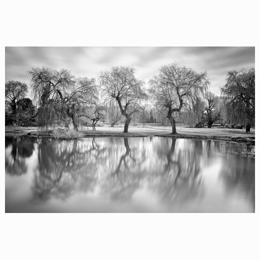 Dancing willows